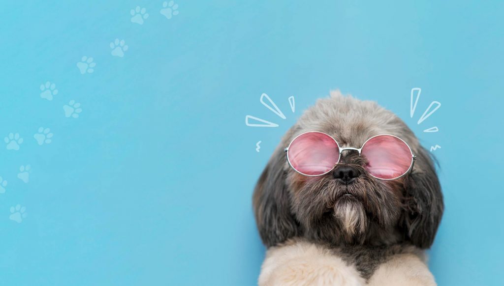 New-Doggy-Hero-With-Decoration-2