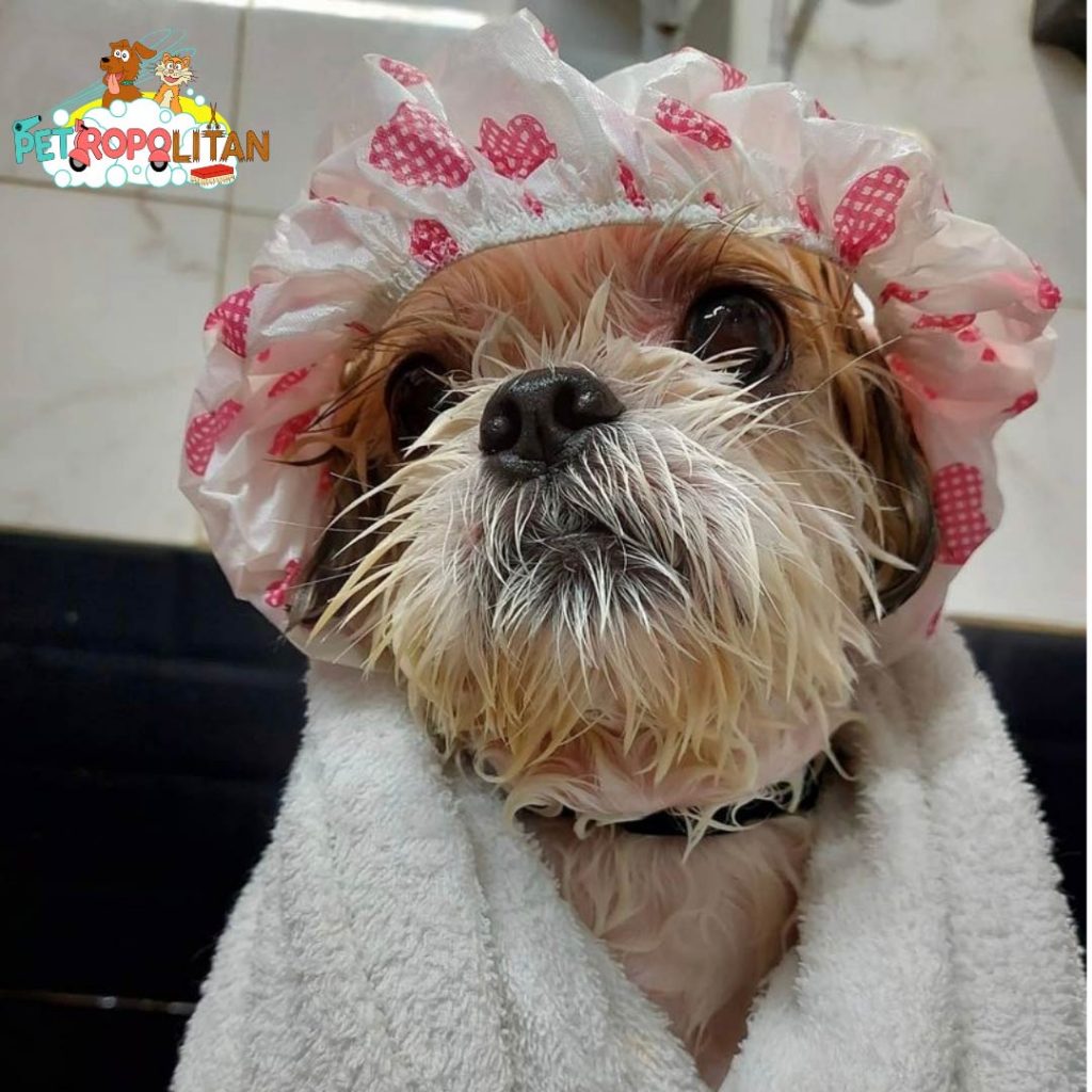 dog grooming services in delhi