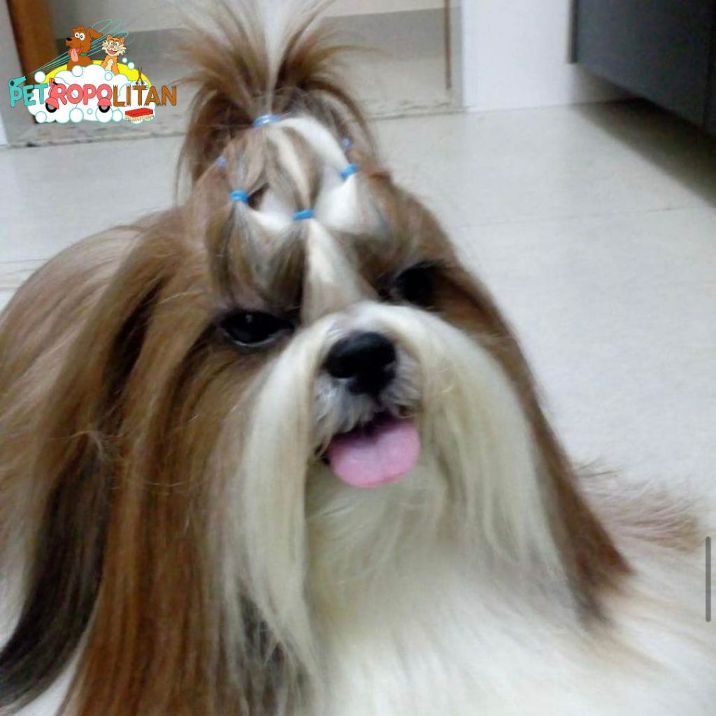dog grooming services in delhi and delhi NCR