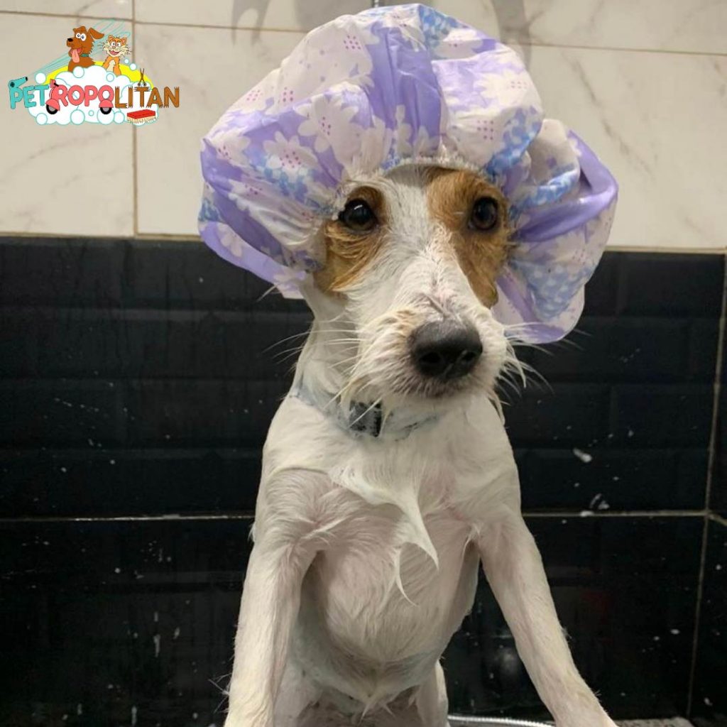 dog grooming services in delhi and delhi NCR