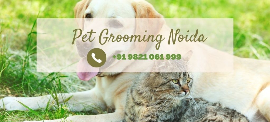 Pet grooming at Home in Noida