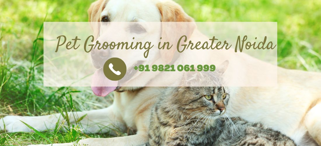 Pet grooming services in Greater Noida Cat & Dog